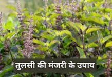 तुलसी मंजरी बदल देगी आपकी तकदीर, आर्थिक तंगी दूर करने के लिए करें ये उपाय